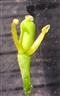  Pistil and Stamens